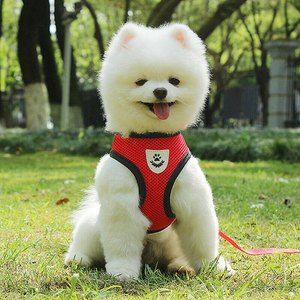Mesh Padded Soft Puppy Pet Dog Harness Breathable Comfortable Many Colors S M L
